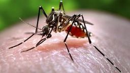 puerto rico zika virus